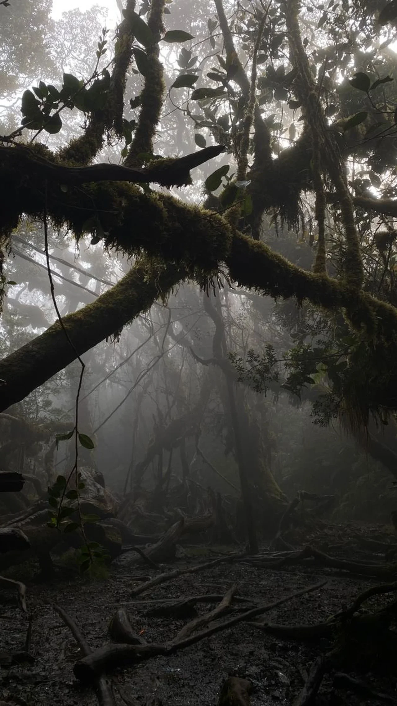 Hutan Larangan